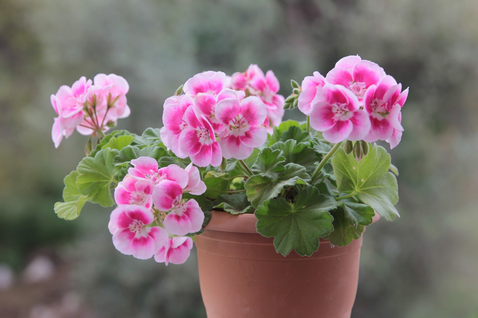 Pelargonie - piękne i łatwe w uprawie kwiaty na balkon