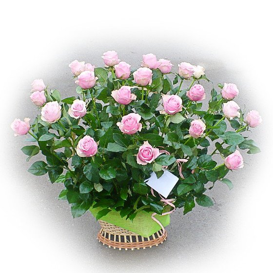 Kosz 30 różowych róż - Kwiaciarnia KWIATOSTACJA Kraków