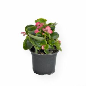 Begonia "Perełka" - szadzonki na balkon lub do ogródka